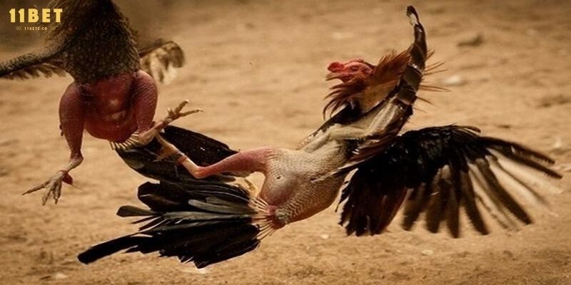 Hướng dẫn cách chơi đá gà thomo chi tiết nhất