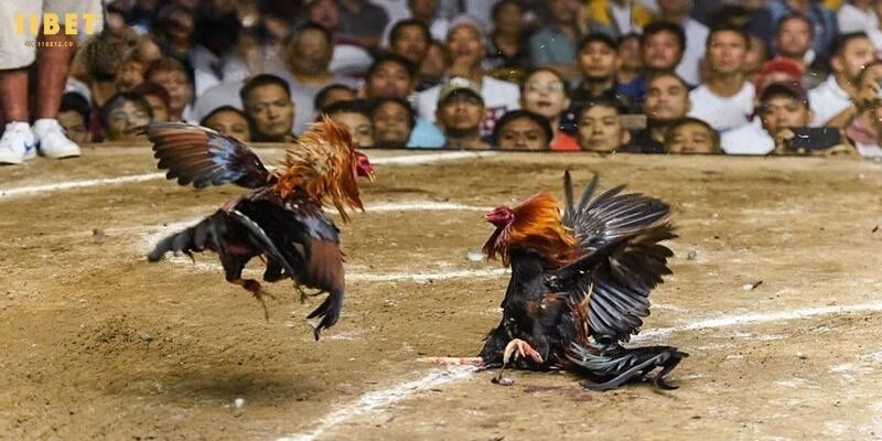 Top 3 cách chơi đá gà thomo chắc thắng từ cao thủ